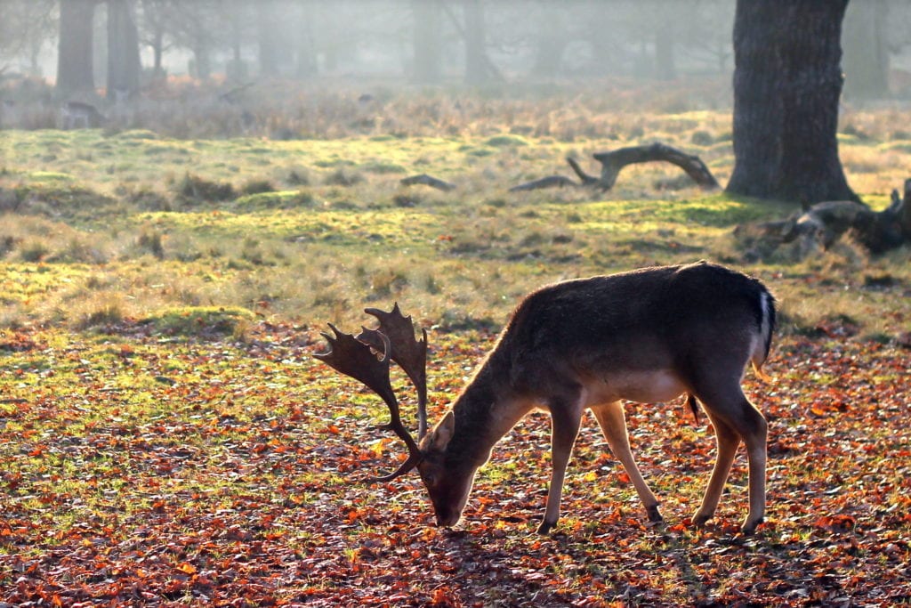 Dunham Massey National Trust