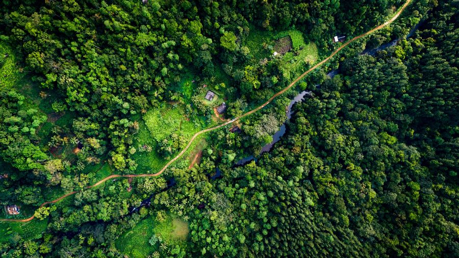 Sinharaja Forest, Sri Lanka by Chaminda Silva, Shutterstock best forests in the world