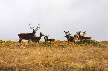 Discovery Safaris deers