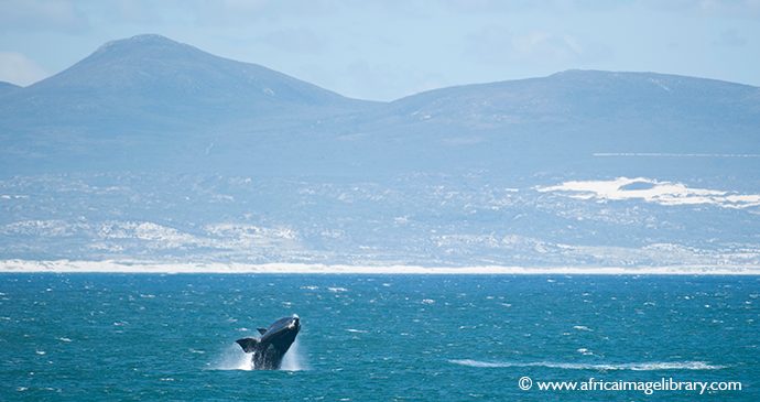 Whale watching Hermanus South Africa Ariadne Van Zandbergen