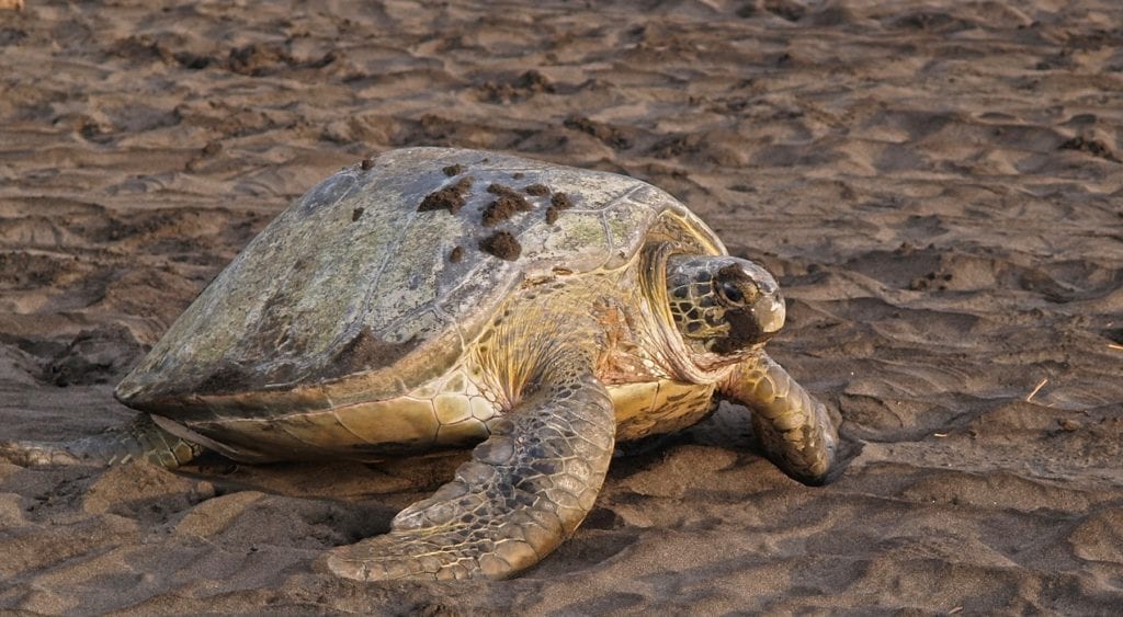 Turtle Tortuguero National Park