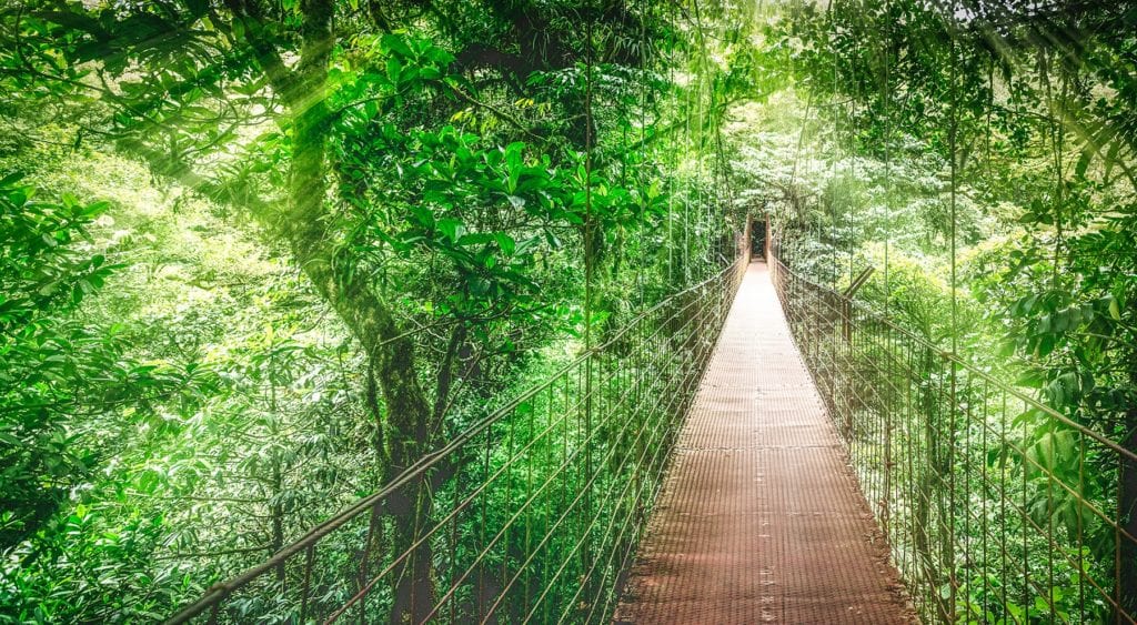 Monteverde Cloud Forest best wildlife destinations Costa Rica