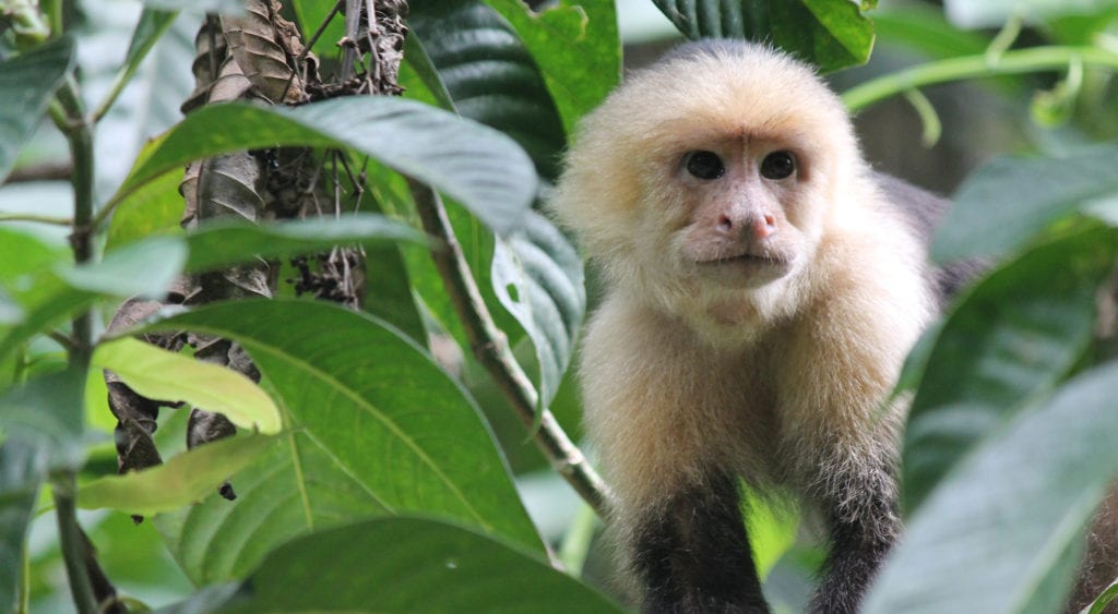 Capuchin monkey best wildlife destinations costa rica