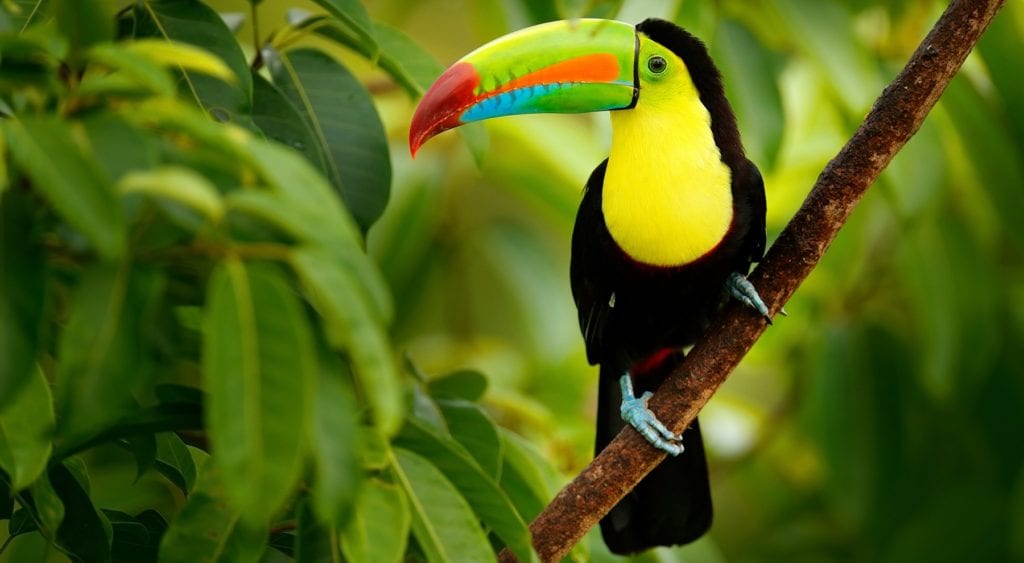 Toucan RincĂłn de la Vieja National Park