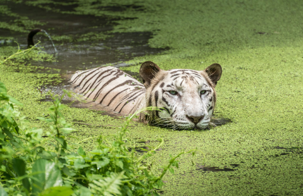 White Bengal Tiger Sunderbans Wetland India by Roop_Dey, Shutterstock