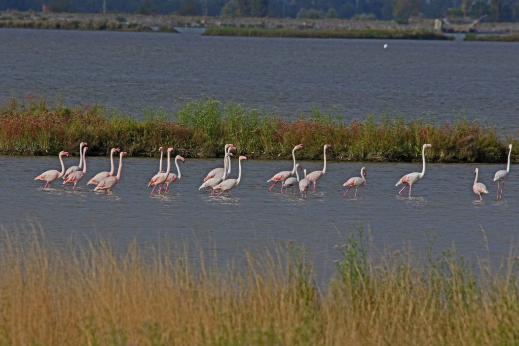 Flamingos Parco del Delto del Po Italy travel lockdown