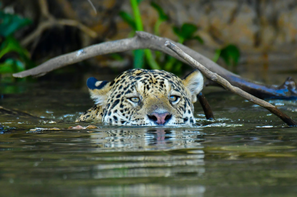 Jaguar Pantanal Wetland Brazil by Walter Mario Stein Shutterstock