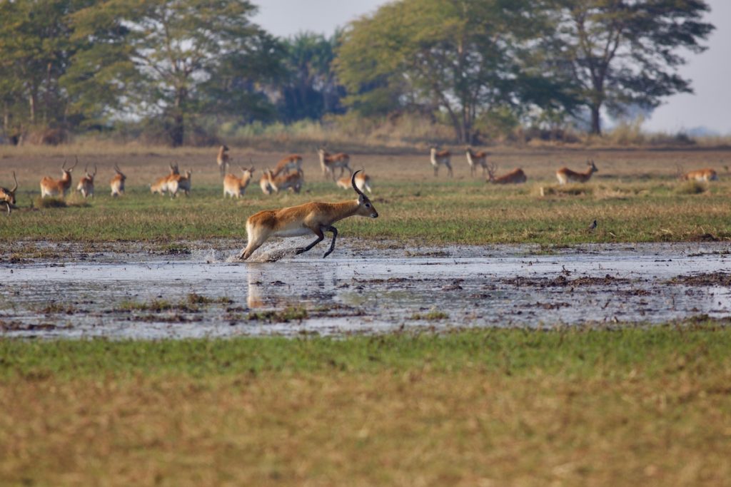 Kafue Lechwe National Park Zambia by Foto Mous Shutterstock