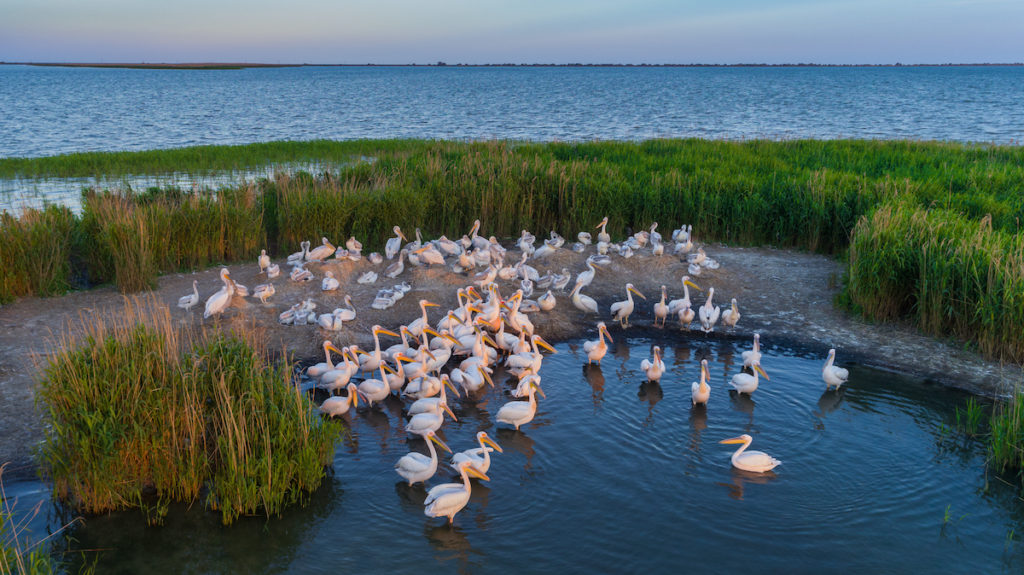 Pelicans Danube Delta Romania by Porojnicu Stelian Shutterstock