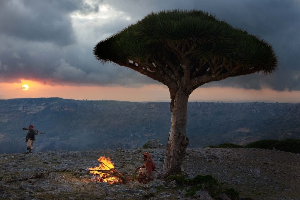 Dragon tree bedouin Socotra Yemen 