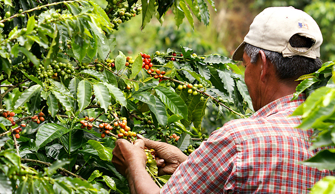 Triangulo del Cafe Colombia