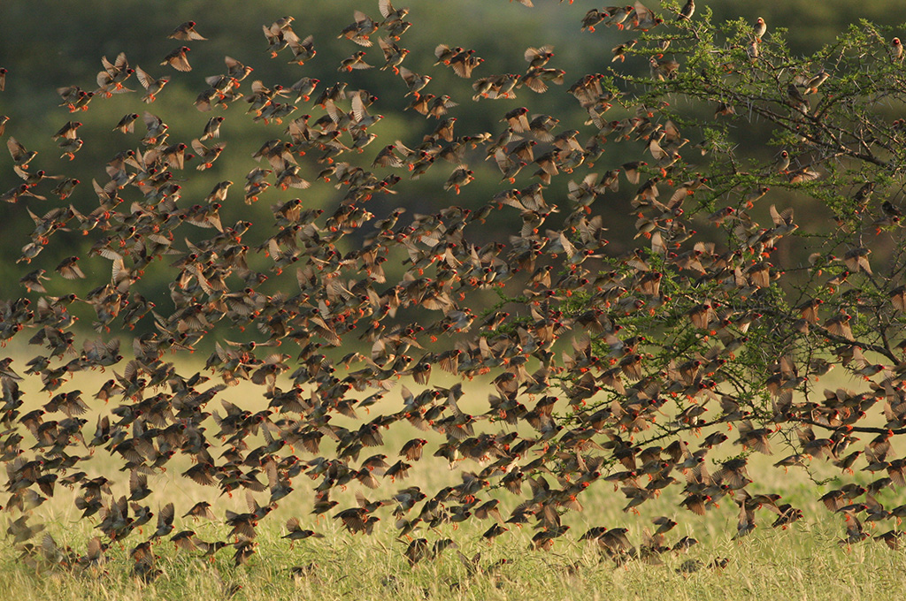 Red-billed quelea by Martin Maritz, Shutterstock