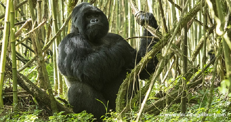 Gorilla Bwindi National Park Uganda