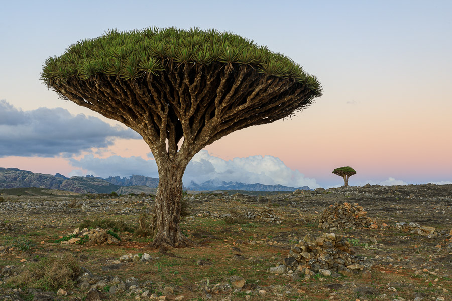 dragon's blood tree socotra guidebook