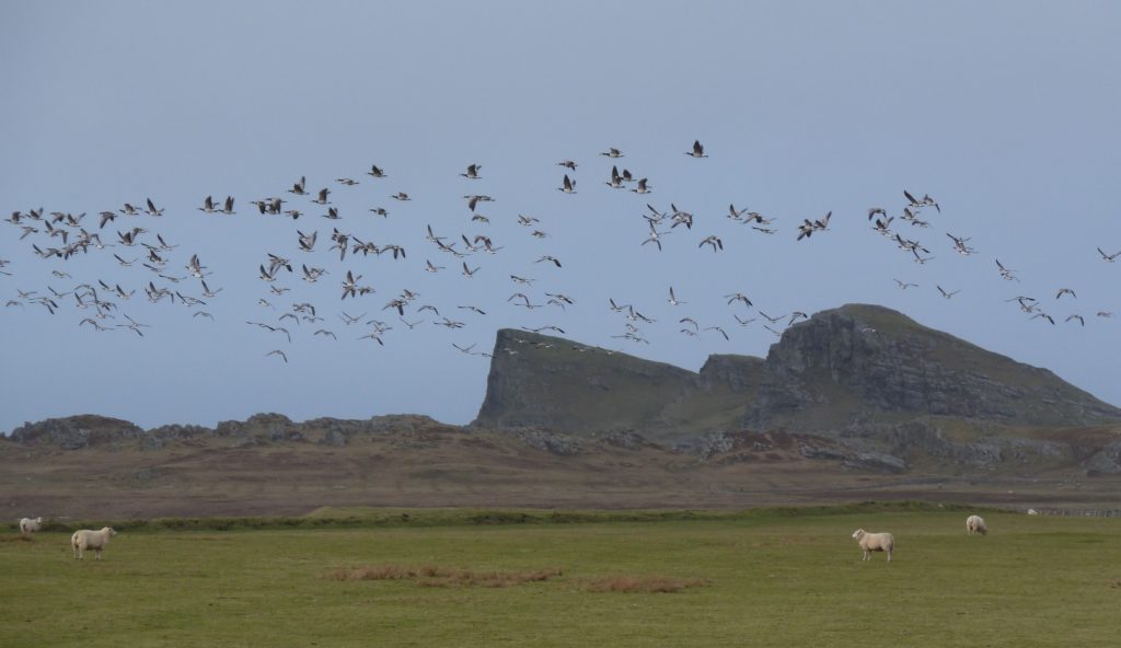 Barnacle geese Islay Scotland Nige Brown Wikimedia Commons connecting with nature Britain