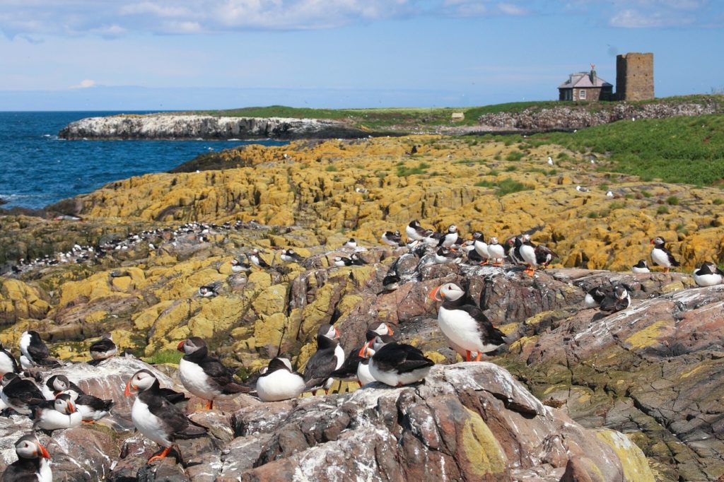 Puffins Farne Islands travel