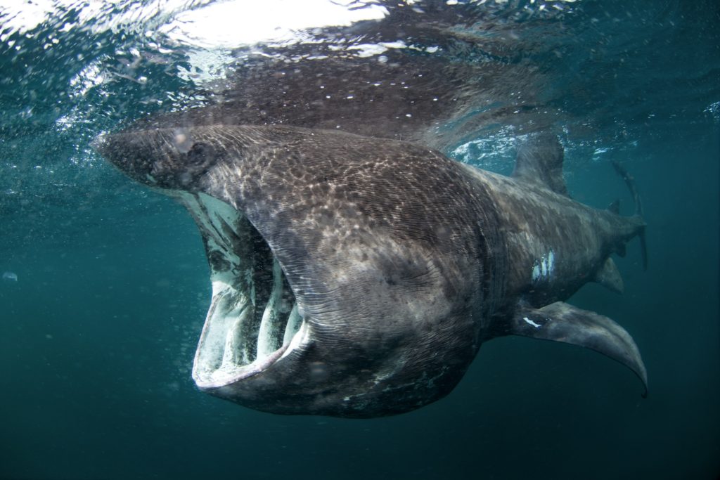 Basking shark when to visit inner hebrides