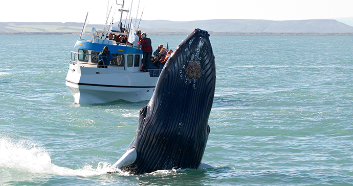 whale watching Husavik, Iceland by Tatonka Shutterstock