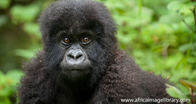 Baby Mountain Gorilla Rwanda by Ariadne Van Zandbergen Africa Image Library