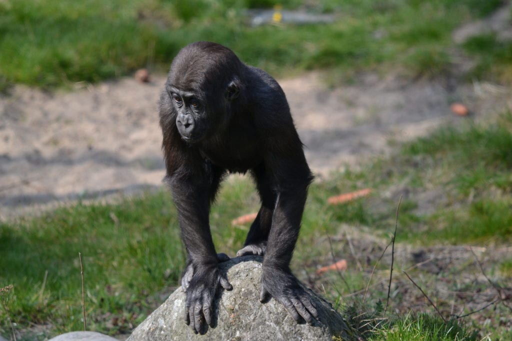 Gorilla Equatorial Guinea by Tim Sträter Wikimedia Commons
