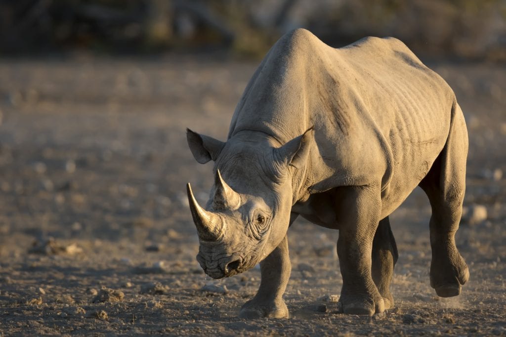 Black Rhino by 2630ben Shutterstock