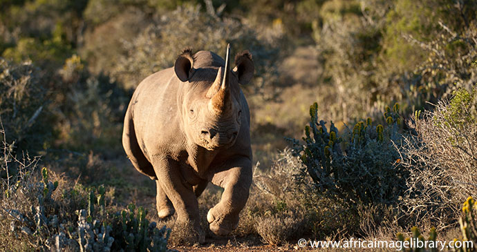 Black rhino charging South Africa by Ariadne Van Zandbergen African Image Library