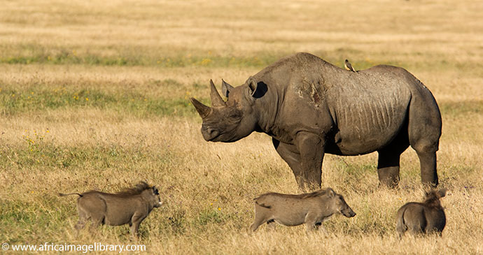 Black Rhino Ngorongoro Tanzania by Ariadne Van Zamdbergen Africa Image Library