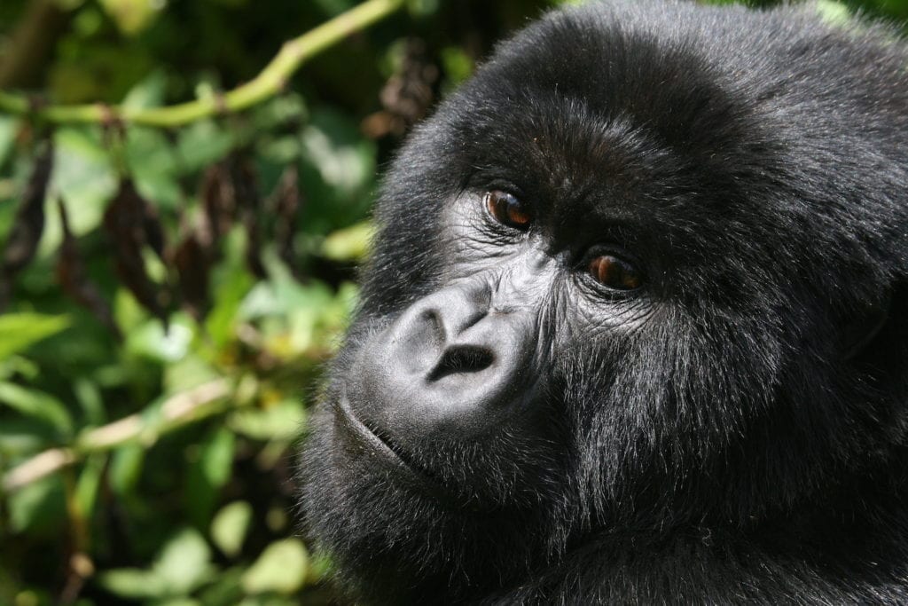 Gorilla Rwanda by SAS14 Shutterstock