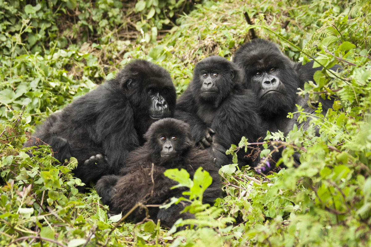 wiki travel gabon