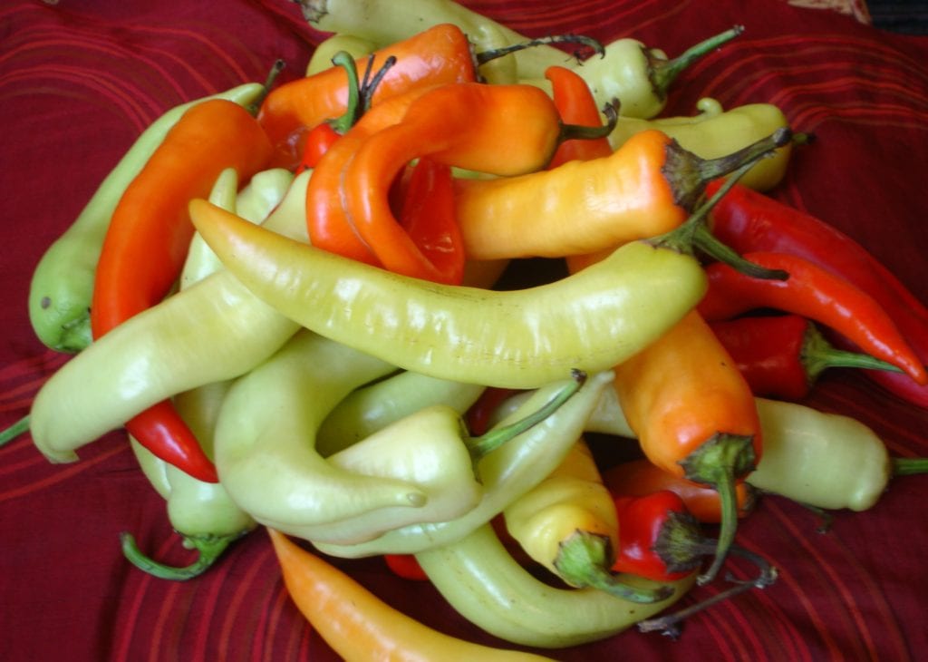 peppers, Kosovo by Ivan S Abrams