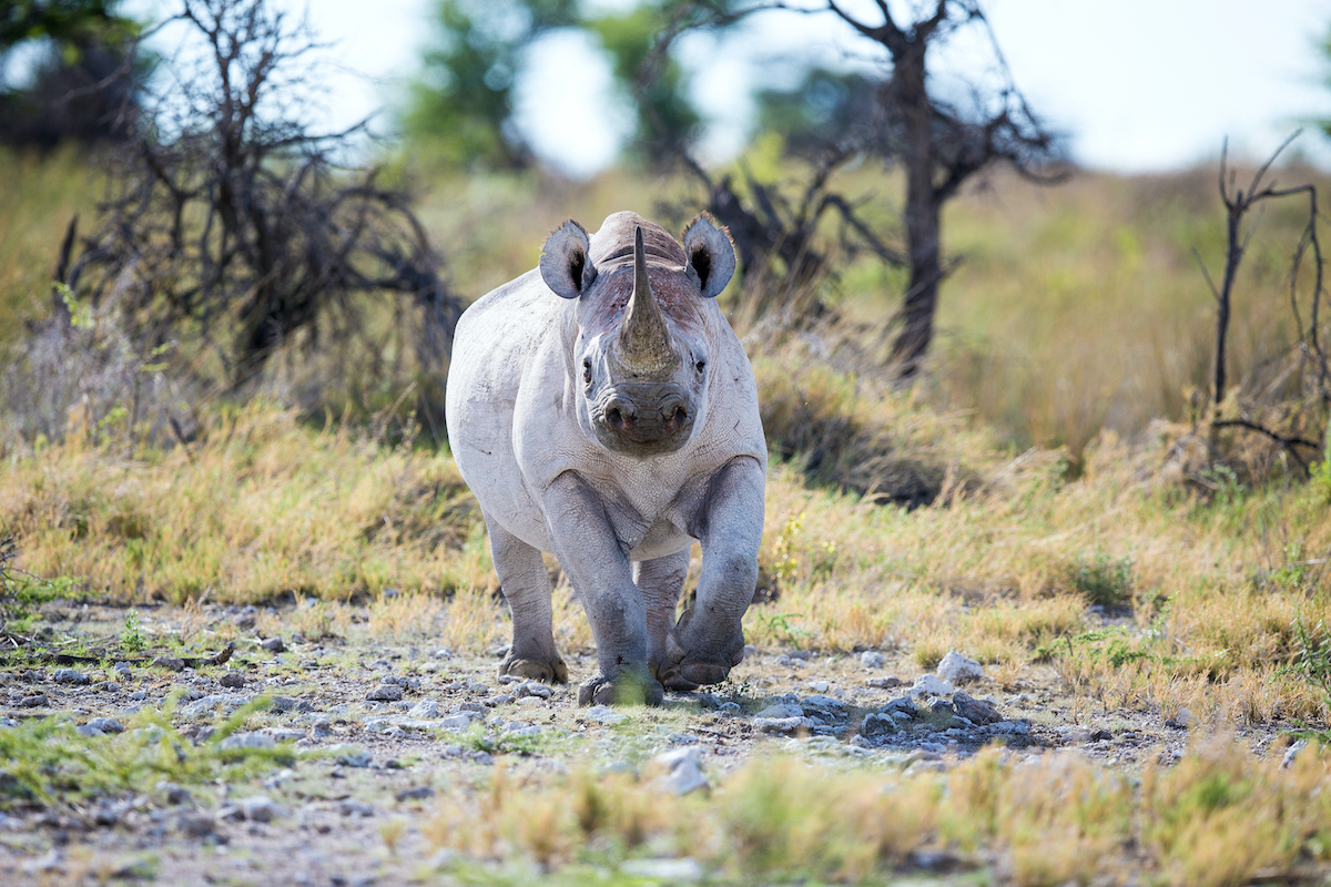 Black rhino Namibia by Otto du Plessis Shutterstock