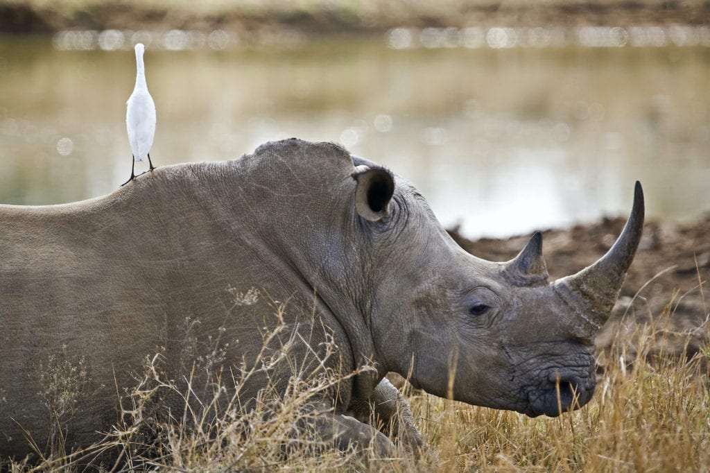 Rhino Hlane National Park eSwatini by Travel Stock Shutterstock, best places to see rhinos