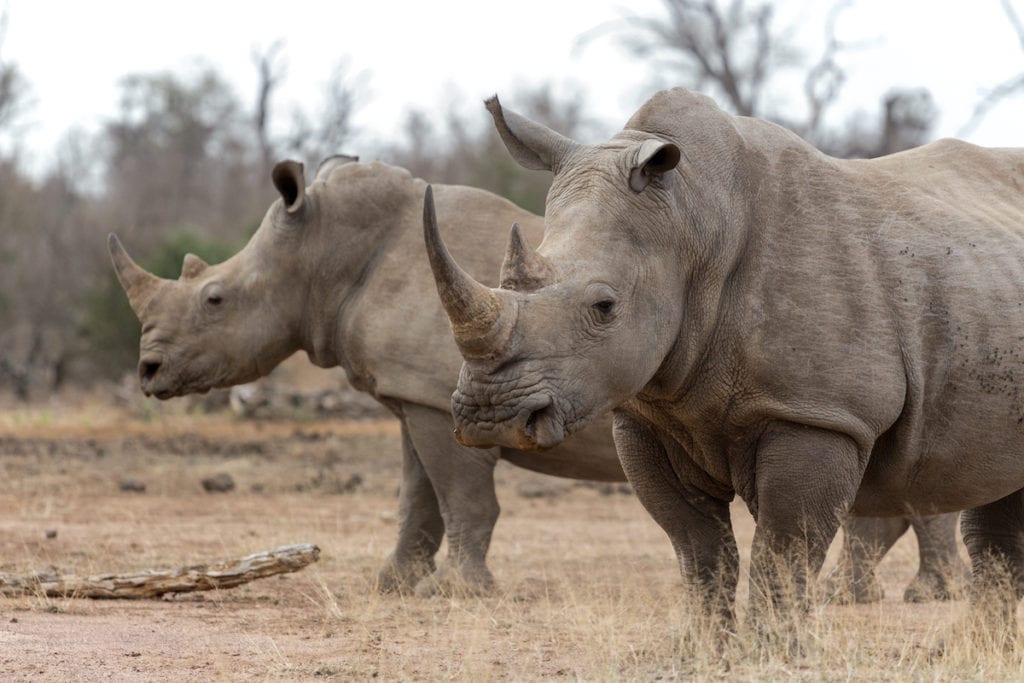 Rhinos Botswana by bassvdo Shutterstock, best places to see rhinos