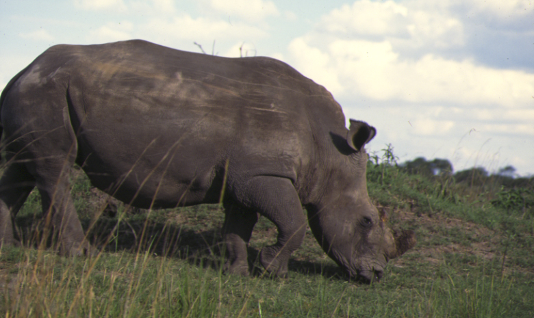 White Rhino Zimbabwe by Derek Keats Wikimedia Commons