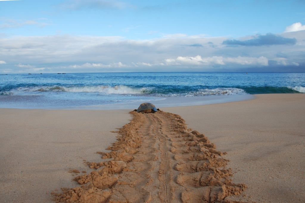 Ascension Island by Tricia Hayne