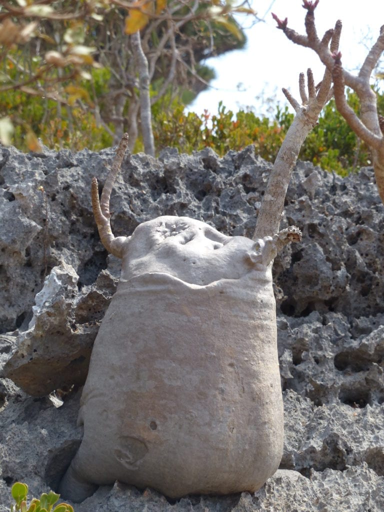 Socotra's endemic species