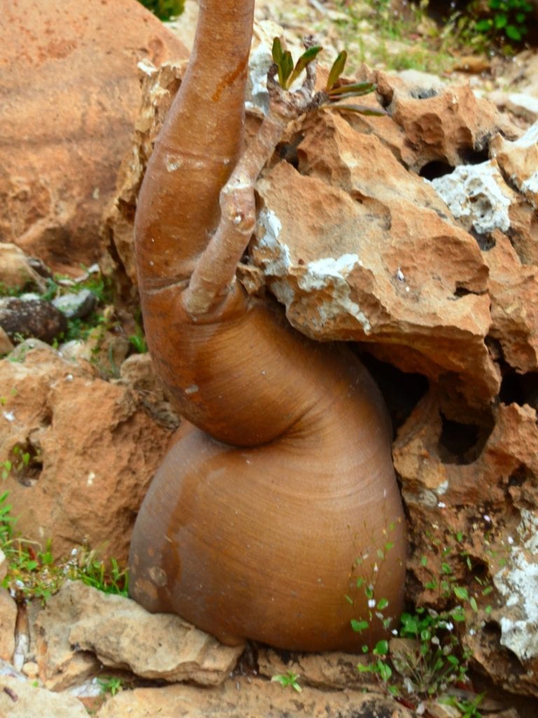 Socotra's endemic species