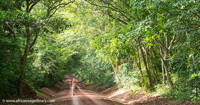 Budongo Forest Reserve Uganda by Ariadne Van Zandbergen