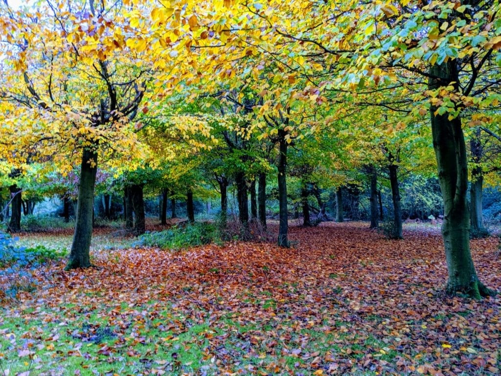 Burnham Beeches Berkshire by Anna Moores