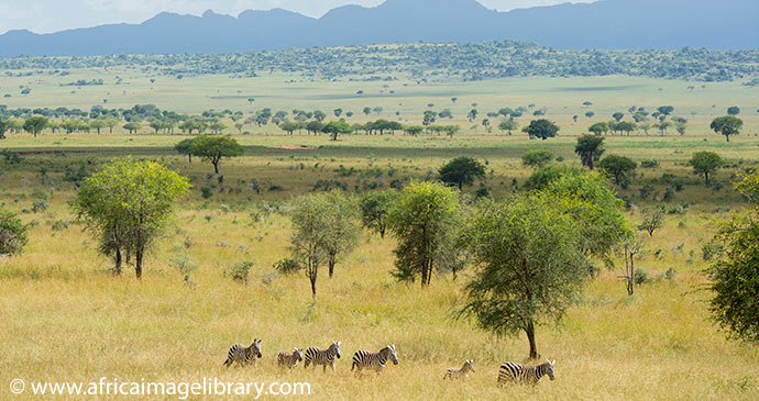 Kidepo National Park Uganda by Ariadne Van Zandbergen Africa Image Library