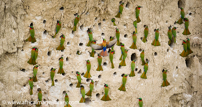 Red Throated Bee Eater Colony Semliki National Park Uganda by Ariadne Van Zandbergen Africa Image Library, natural splendour