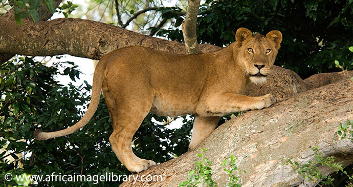 Tree Climbing Lions Ishasha Plains QENP Uganda by Ariadne Van Zandbergen Africa Image Library, natural splendour