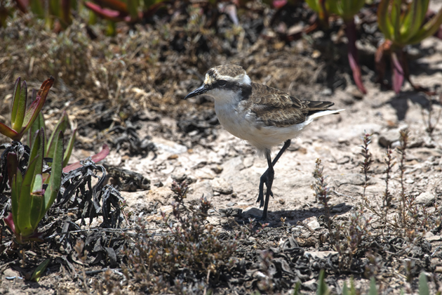 wirebird St Helena by Scott Bennett