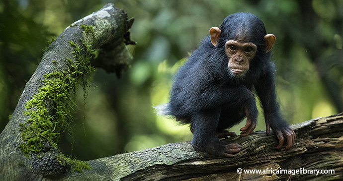 Baby Chimpanzee Kibale Forest National Park Uganda by Ariadne Van Zandbergen Africa Image Library, natural splendour