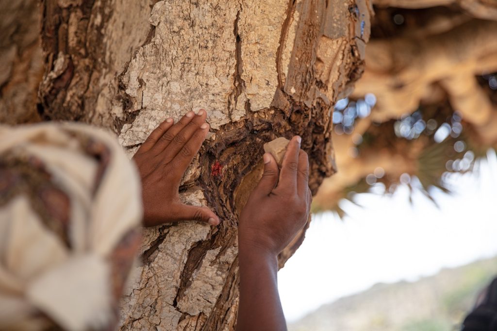 Impressions Of Socotra A Photo Story Bradt Guides