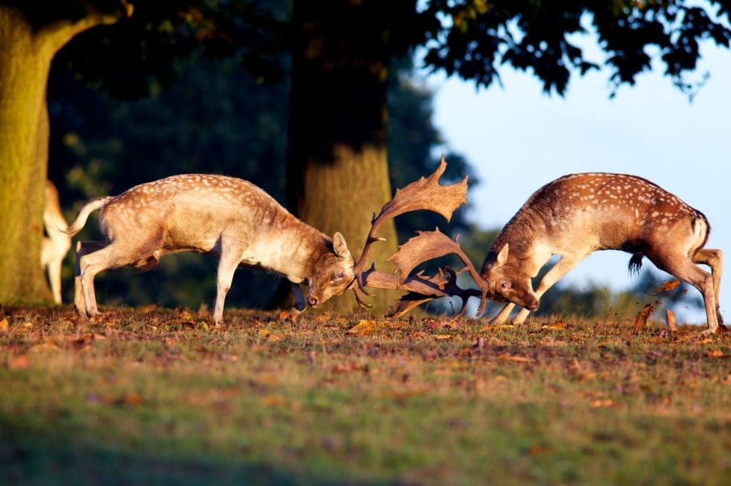 Fallow deer rut autumn uk