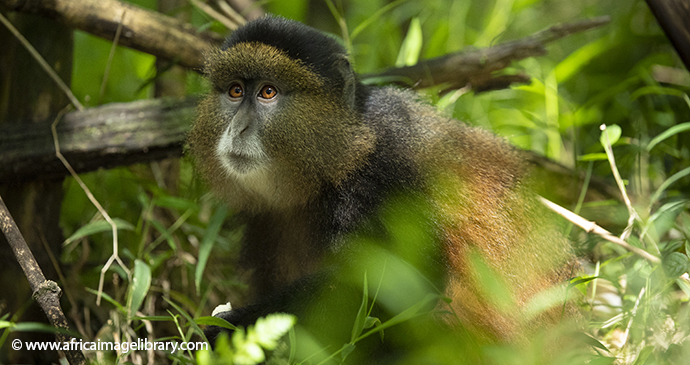 Golden monkey Mgahinga Gorilla National Park Uganda by Ariadne Van Zandbergen Africa Image Library