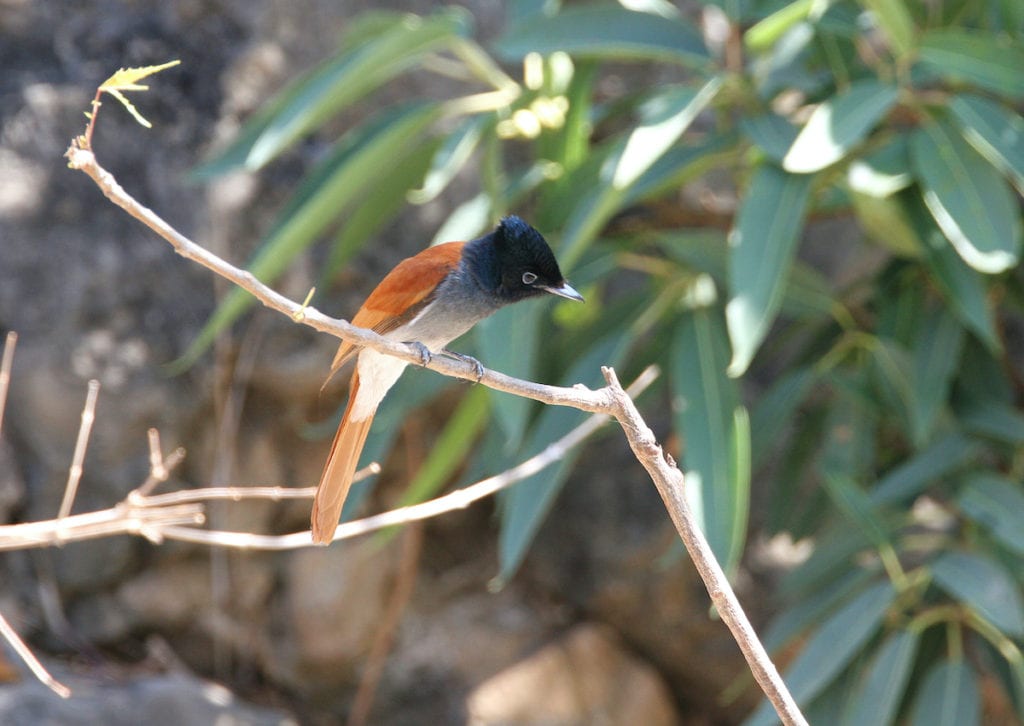 Paradise Flycatcher Bird Oman by BMJ Shutterstock