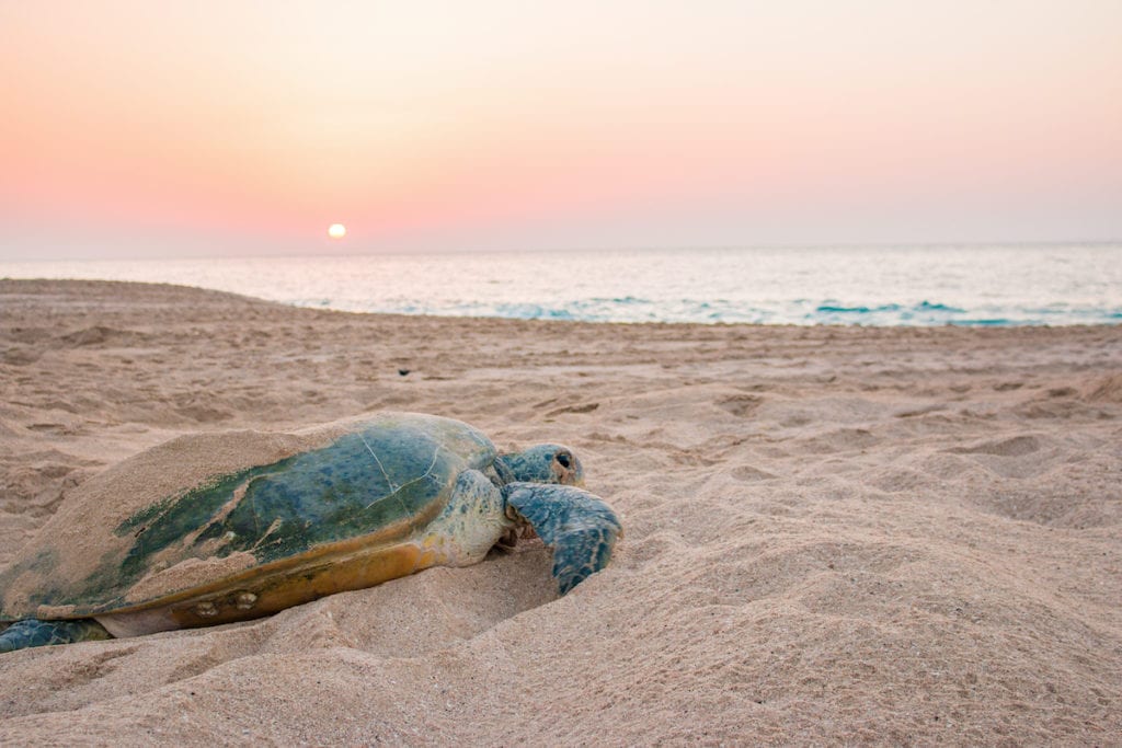 Turtle Ras Al Jinz Beach Oman by Catherine Guild Shutterstock