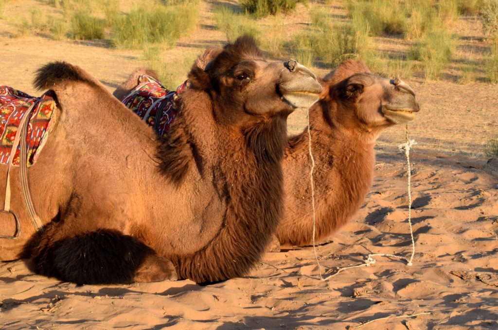 Camels Uzbekistan by Maximum Exposure Productions